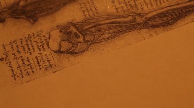 Anatomy art